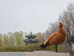 -河北省园博园