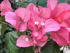 -呀路古热带植物园