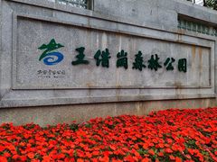 -王借岗森林公园
