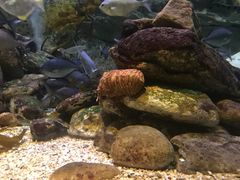-悉尼海洋生物水族馆
