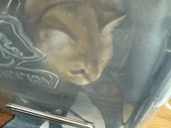 -纳吉亚猫专科动物诊疗中心(蒋宅口分院)