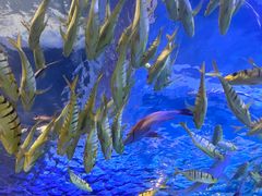 -太平洋海底世界