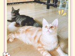 -十年猫舍·猫咪专门店(普陀店)