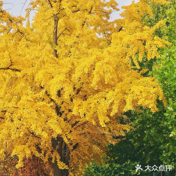 北平之秋｜银杏季｜东直门外大街