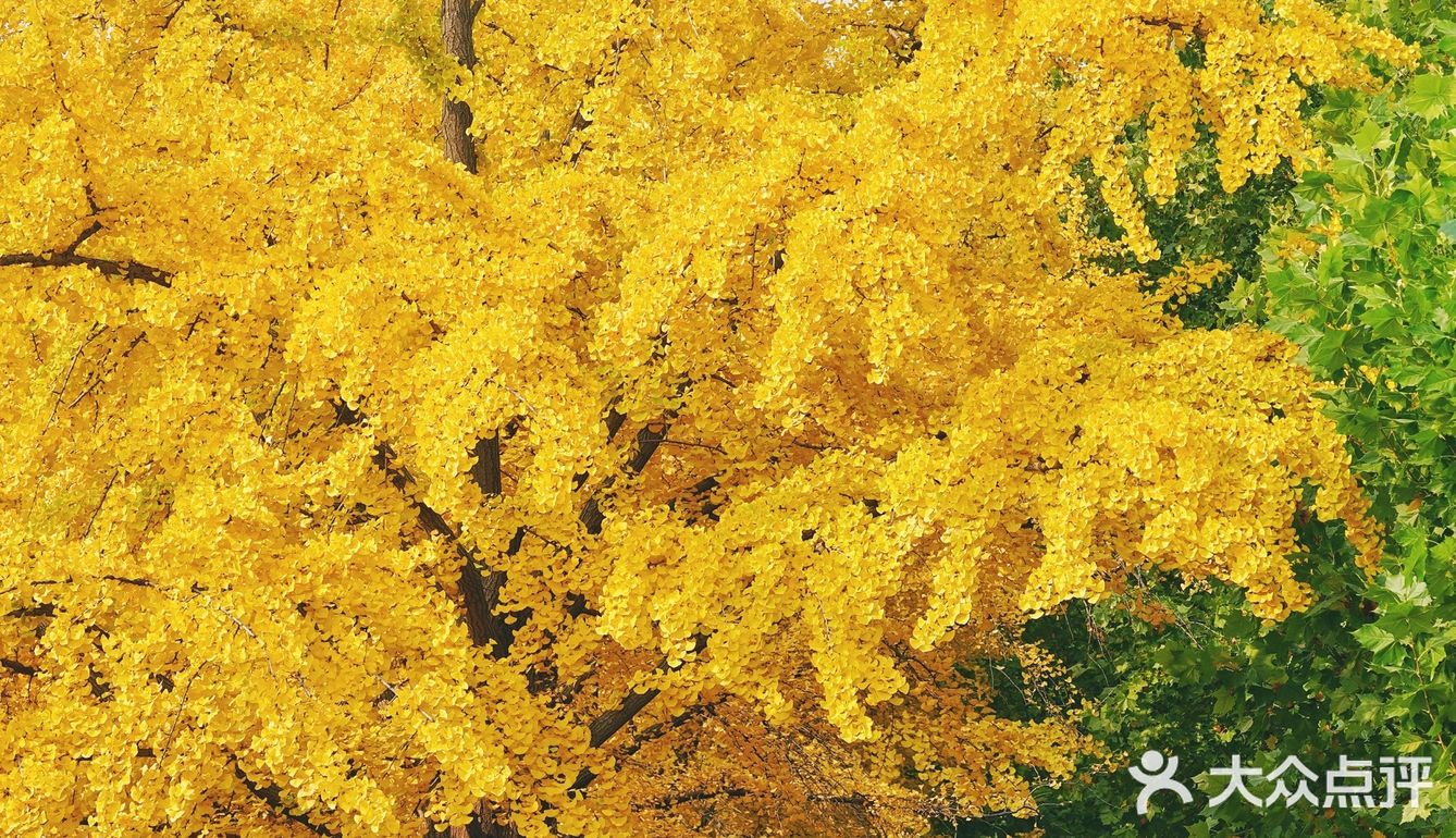 北平之秋｜银杏季｜东直门外大街