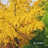 北平之秋｜银杏季｜东直门外大街