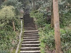 -龙井村