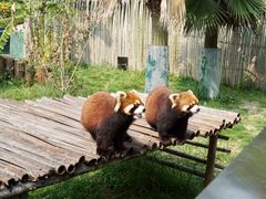 -泉州海丝野生动物世界