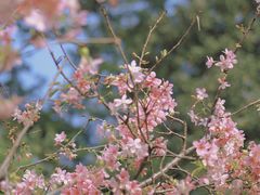 -中国科学院华南植物园