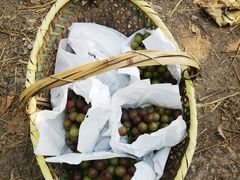 -马陆小张葡萄园农家乐