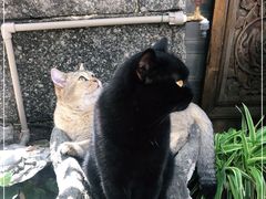 -喵屿·大理花园猫咖