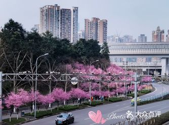 又到春花浪漫时 人在花中笑，花在人旁俏  还去哪里看