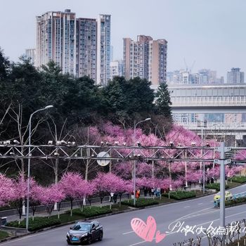 又到春花浪漫时 人在花中笑,花在人旁俏 还去哪里看