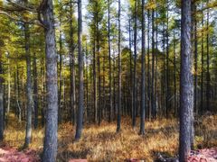 -塞罕坝国家级自然保护区