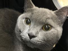 -爱侣宠医·鹦鹉专科·小型哺乳类·异宠专科(灵石路店)