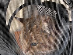 -关爱宠物医院·猫科中心·消化科(滨湖万达分院)