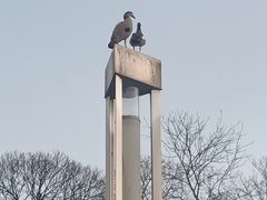 -布鲁塞尔大广场