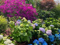 -三圣花乡旅游区