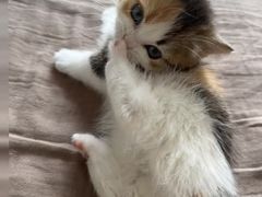 -Bastet sally猫舍购宠(静安店)