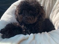 -宠爱国际动物医院· 猫科· 外科·中兽医(长白店)