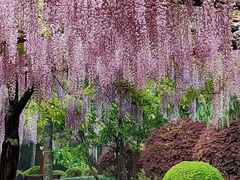 -嘉定紫藤园