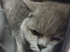 -瑞派宠物医院·24h·骨外科·皮肤科·全科宠物医疗转诊中心(沈阳浑南院)