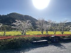 -径山花海