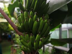 -呀路古热带植物园