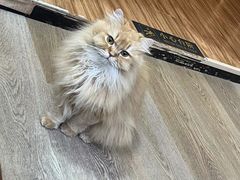 -MOCHA明星猫咖(田子坊店)