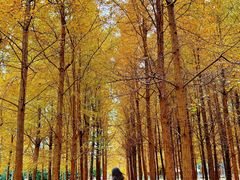 -白鹭湾湿地公园