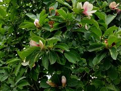 -国家植物园南园