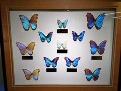 -上海昆虫博物馆