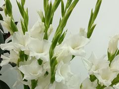 -淘花源花艺鲜花店 开业花篮 绿植(南部商务区店)