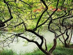 -青枫公园