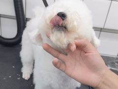 -唐小姐の猫狗洗护·购宠旗舰店(周浦万达店)