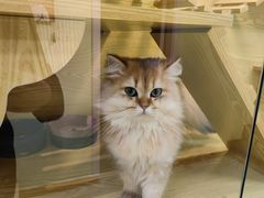 -猫十亿·布偶金渐层·曼基康矮脚猫舍(青年路店)