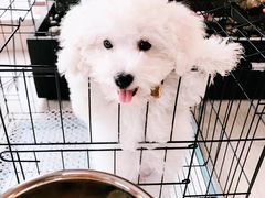-美联众合爱康动物医院•复杂内科•肿瘤科•牙科•腔镜诊疗中心