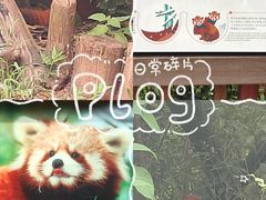 -成都大熊猫繁育研究基地