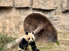 -上海野生动物园