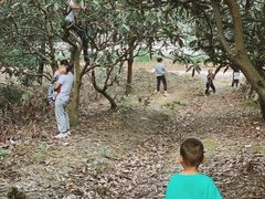 -塘栖枇杷特色园区