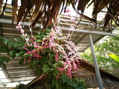 -Jungle Kitchen