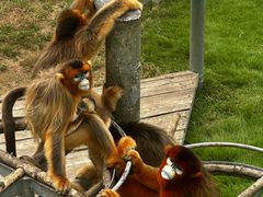 -西霞口神雕山野生动物世界