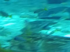 -亚特兰蒂斯•OSSIANO奥西亚诺海底餐厅