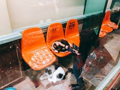 -猫咪博物馆(顶澳仔猫街店)
