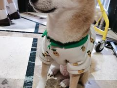 -猫色咖啡·猫咖