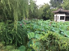 -盆景园(扬州大运河文化旅游度假区)
