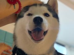 -Husky Go! 哈士奇体验馆·宠物咖啡厅狗咖