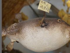 -大澳渔村及棚屋