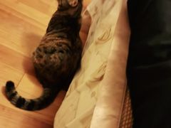 -爱侣宠医·鹦鹉专科·小型哺乳类·异宠专科(灵石路店)