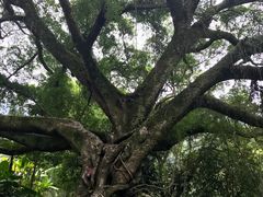 -广州市石门国家森林公园